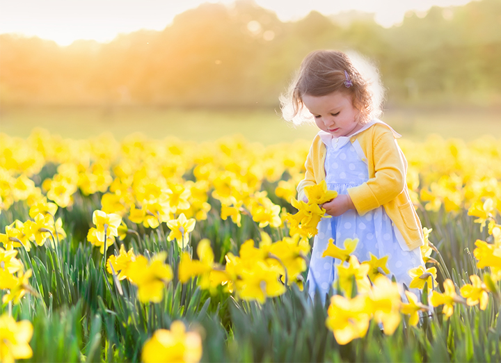 Daffodil  |  The Power of Gratitude